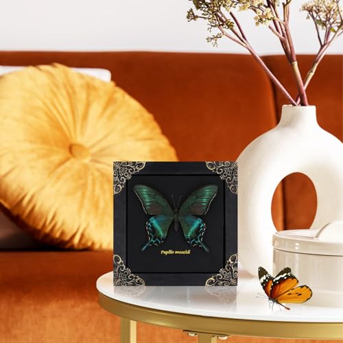 Butterfly Shadow Box Wall Decor - Handmade Taxidermy Framed Butterfly - Gothic Dark Academia Gift - 7x7 Inches - Variation: Butterfly Framed