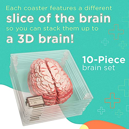 Medical Brain Specimen Coasters Set of 10 - Human Anatomy Neuroscience Gift - Variation of 10