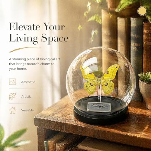Loepa Butterfly Glass Globe Ornament - Real Winged Butterfly Aesthetic Decor for Bedroom & Desk