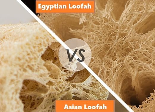 Whole Egyptian Loofah 100% Natural Organic Loofah Exfoliating Scrubber for Shower, Natural Loofah Body Sponge for Men and Women, Cream White