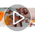 Marigold Flower & Monarch Butterfly Decor Set - Dia De Los Muertos & Diwali Altars