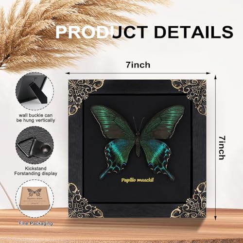 Butterfly Shadow Box Wall Decor - Handmade Taxidermy Framed Butterfly - Gothic Dark Academia Gift - 7x7 Inches - Variation: Butterfly Framed