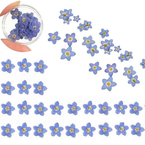 60 Pcs Natural Dried Forget Me Not Flowers for Jewelry Crafts Candle Making & Home Decor