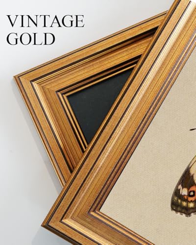 Vintage Butterfly Wall Art - Gold Frame 12x16 Inch, Peacock Pansy Variation