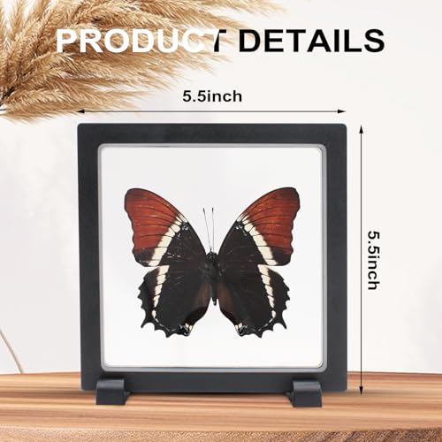 Siproeta Eppapus Butterfly Shadow Box - Handmade Taxidermy Framed Butterfly Decor