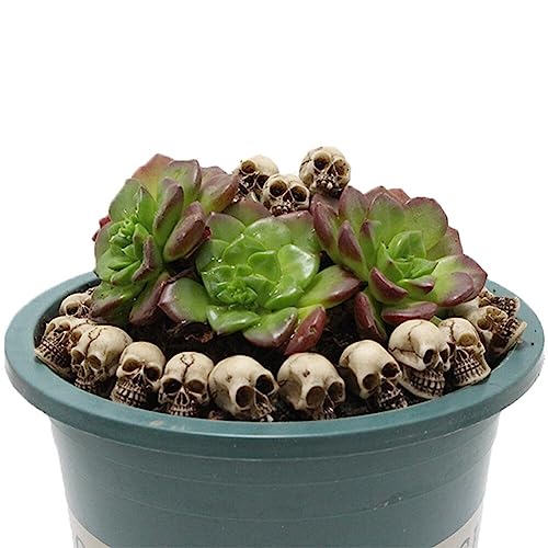 20PCS Miniature Skull Figurines Halloween Skeleton Decorations