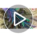 2 Pack Christmas Peacock Feather Ornaments with Glitter Clip-On Decor - Blue