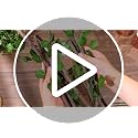 Jungle Safari Party Decoration Kit with Banners Vines and Garlands for Rainforest Theme