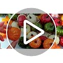 Mini Artificial Pumpkins for Fall Decor - 20PCS Autumn Harvest Decor, Halloween & Thanksgiving Table Centerpieces