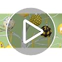 Vivid Bee Ornament Set - 24 Hanging Decorations for Tree, Party, Holiday