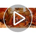 Harvest Pumpkin Duo Thanksgiving Fall Decor - Gather & Thankful Set