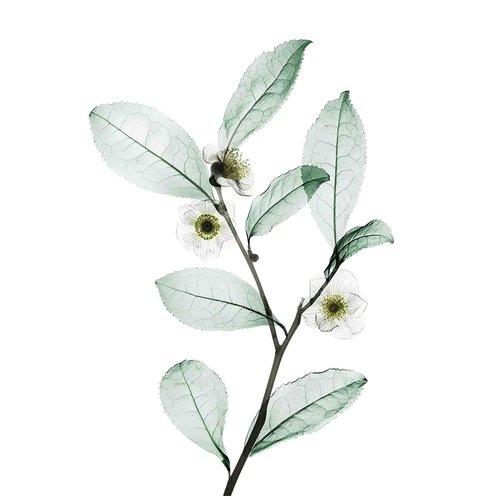 Nexxus DIAMETRESS Volumizing Shampoo - Pack of 2 | 13.5 oz for Luxurious Volume and Shine