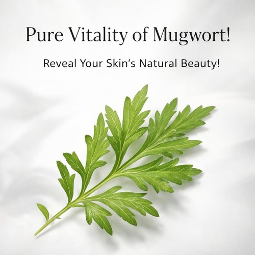 CHARMZONE Mugwort Cream The Original 1.69oz – Deep Hydration & Soothing Moisturizer for Healthy Skin