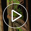 69-Inch Faux Leaf Grapevine Moss Tree Branch Garland for Halloween & Decor