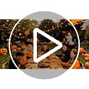 Disposable Orange Plastic Party Plates Set - 50 Count for Thanksgiving Halloween
