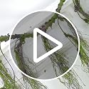 63 Inch Faux Willow Tree Branches with Hanging Moss for Halloween Decor