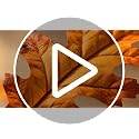 Artificial Maple Leaves Stems 8-Pack Fall Decor for Thanksgiving & Autumn Centerpieces