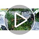 2 Pack Solar Halloween Pumpkin Lights with Spiders & Bats, Swaying Firefly Decor