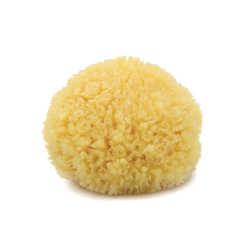Neptune Caribbean Sea Sponge, Hand Processed, Medium, Approx. 5-6 inches
