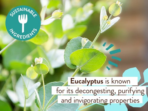 Babo Botanicals Eucalyptus Remedy Shampoo & Wash - Invigorating Eucalyptus & Rosemary - EWG Verified, Vegan, Cruelty-Free