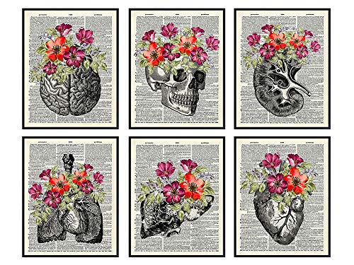 Human Anatomy Wall Art Prints Set - 8x10 Unframed Medical Decor for Office & Home - Skull Brain Lungs Kidneys Liver - Shabby Chic Gift for Doctors & Nurses