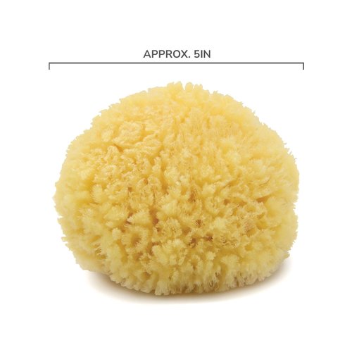 Neptune Caribbean Sea Sponge, Hand Processed, Medium, Approx. 5-6 inches