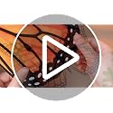 12 Large Monarch Butterfly Hanging Decorations for Parties & Events