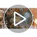 Green Copper Gold Christmas Tree Ornaments Set - 30 Mini 2.36 Inch Holiday Decor