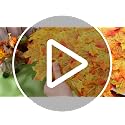 Thanksgiving Maple Leaf Placemats Set of 8 - Fall Autumn Table Decor 17.75 Inch
