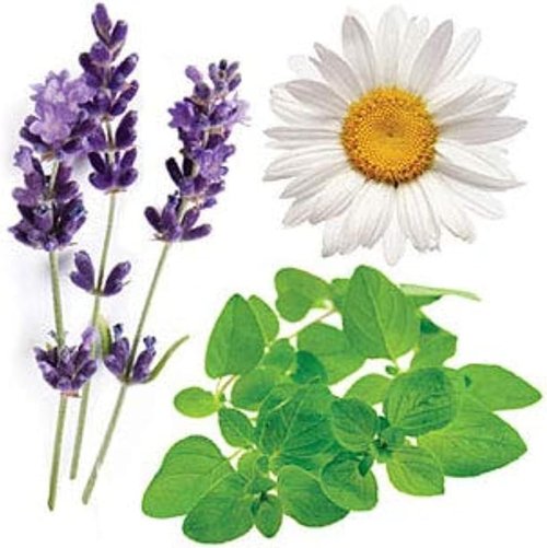 doTERRA Serenity Essential Oil - Restful Blend for Relaxation | 15 ml