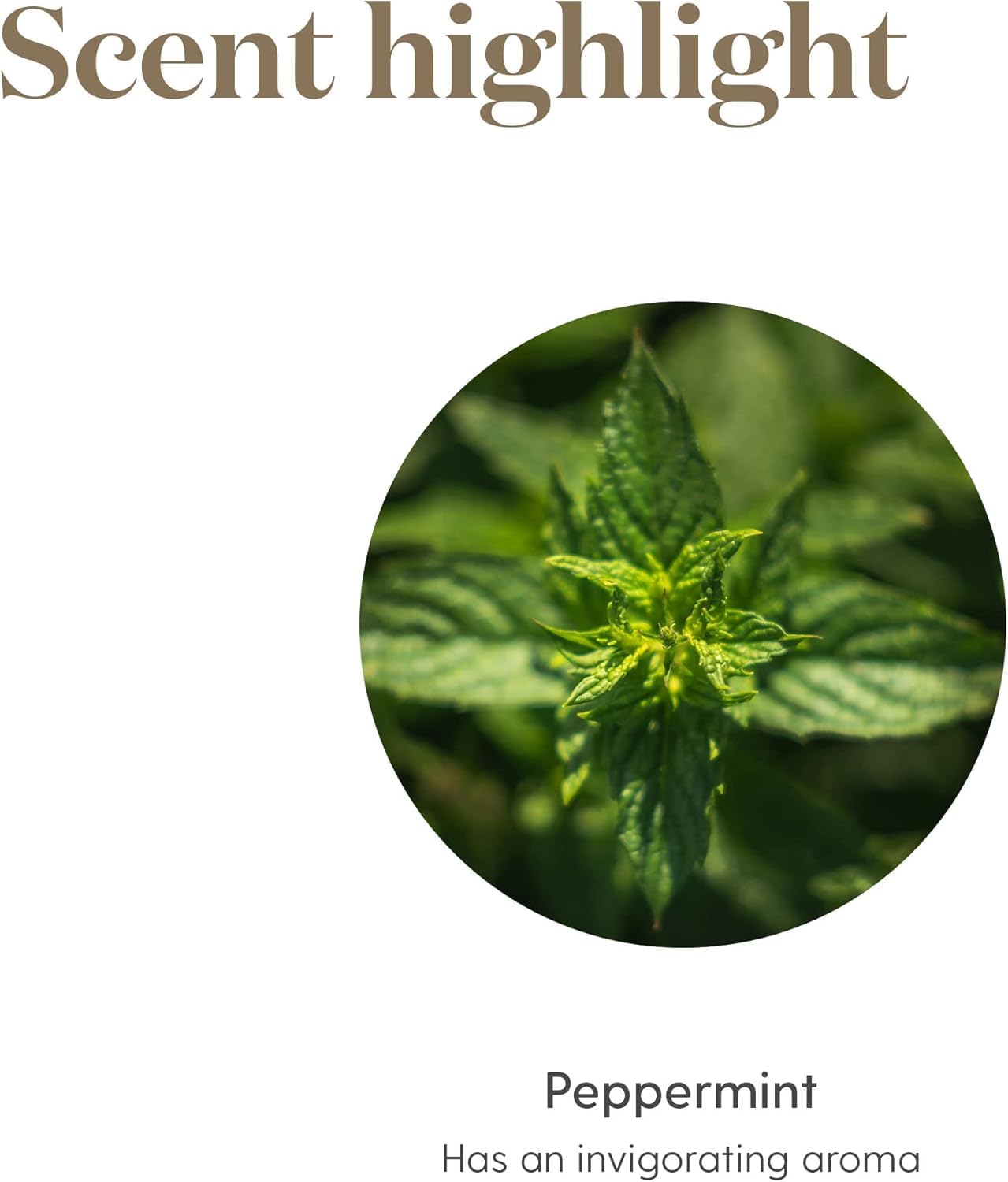 Young Living Peppermint Essential Oil - Refreshing Mint Aroma for Invigoration & Clarity | 5 ml