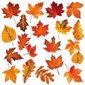Fall Refrigerator Magnets 20-Piece Maple Leaf Thanksgiving Decor Set