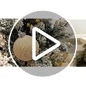 Beige Velvet Christmas Ornaments Set - 36 Pcs Flocked Holiday Tree Decor