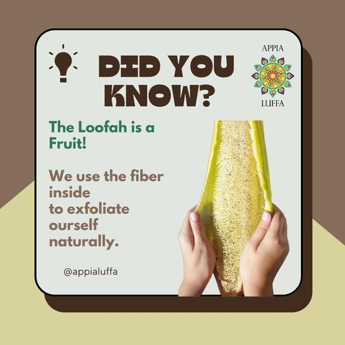 Premium Organic Loofah Sponge Medium 6“ | Loofah for Bath & Shower | Body Scrubber for Shower Scrubbing | Eco Friendly 100% Natural & Biodegradable | Daily Skin Cleansing Care for Women and Men