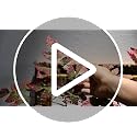 Fall Artificial Floral Stems 36 Inch with Ombre Green & Purple - 6 Pack, Realistic Autumn Decor for Vases and Arrangements