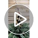 Large Pirate Skull Tree Topper for Halloween & Christmas - 10 Inch Decor