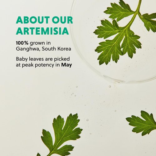 Hanyul Artemisia Soothing Gel Cream Moisturizer with Centella Asiatica and Niacinamide | Calming Water Cream | Cooling, Hydrating, Suitable for Sensitive & Acne-Prone Skin, 1.86 fl. oz.
