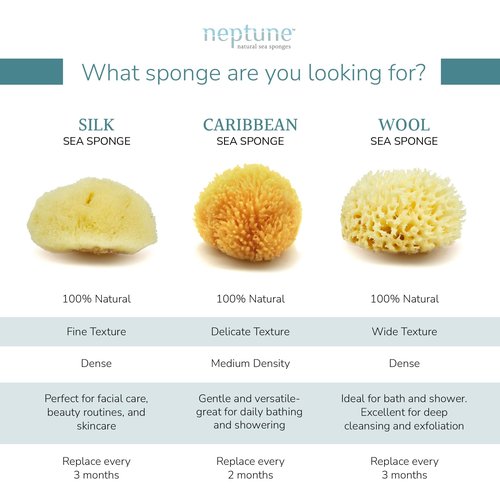 Neptune Caribbean Sea Sponge, Hand Processed, Medium, Approx. 5-6 inches