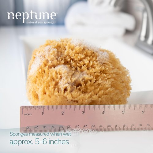Neptune Caribbean Sea Sponge, Hand Processed, Medium, Approx. 5-6 inches