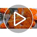 Orange Artificial Marigold Flowers Set of 60 - Faux Silk Decor for Day of The Dead & Festivals (Pack of 2)