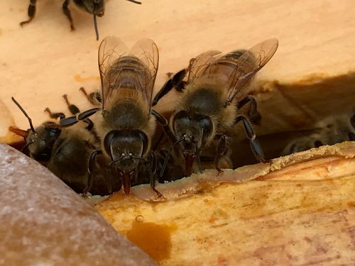 Planet Bee Apiary LAVENDER BEE SALVE 1oz – Beeswax & Propolis Skin Moisturizer – All Natural, Small Batch