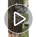 Whimsical Tree Face Garden Decoration - Outdoor Wall Mount Sculpture with Leaf Features