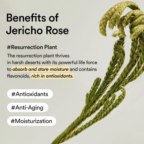 Abib Collagen Eye Cream Jericho Rose Tube for Dark Circles and Puffiness, Under Eye Fine Lines