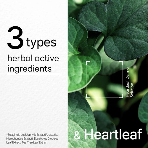 Mediheal Dermaplus Heartleaf Mask - Daily Vegan Sheet Mask for Soothing Skin | 10 Count with Panthenol & Hyaluron