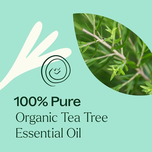 Plant Therapy Organic Tea Tree Oil - 100% Pure & USDA Certified Organic, Therapeutic Grade 30 mL (1 oz)
