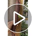 Large Bendable Artificial Tree with Thick Trunk & Moss - 6Ft Faux Vine Garland for Home & Wedding Decor - Pack of 2