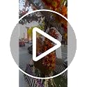 6 Pack Fall Garland with Lights - 5.9Ft Artificial Autumn Leaves Decor with LED String for Indoor Outdoor Halloween Thanksgiving