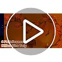 6 FT Halloween Willow Vine Garland with 54 LED Orange Lights & 8 Modes