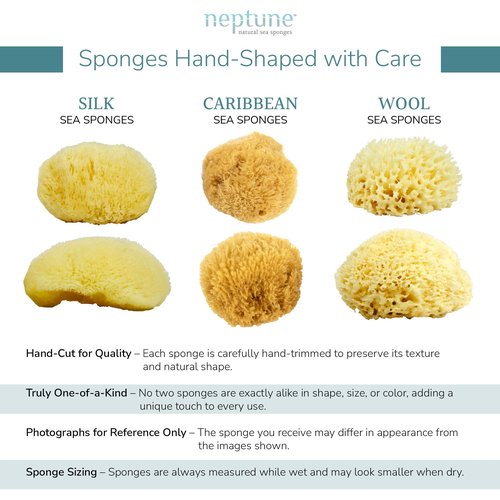 Neptune Caribbean Sea Sponge, Hand Processed, Medium, Approx. 5-6 inches