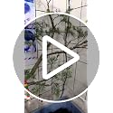 Artificial Pine Tree Branch for Reptile Enclosures - Flexible 39in Cedar Stems